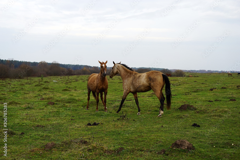 horse, animal, farm, grass, field, nature, horses, horse, animal, farm, grass, field, nature, horses,