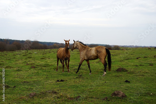 horse, animal, farm, grass, field, nature, horses, © mifidor