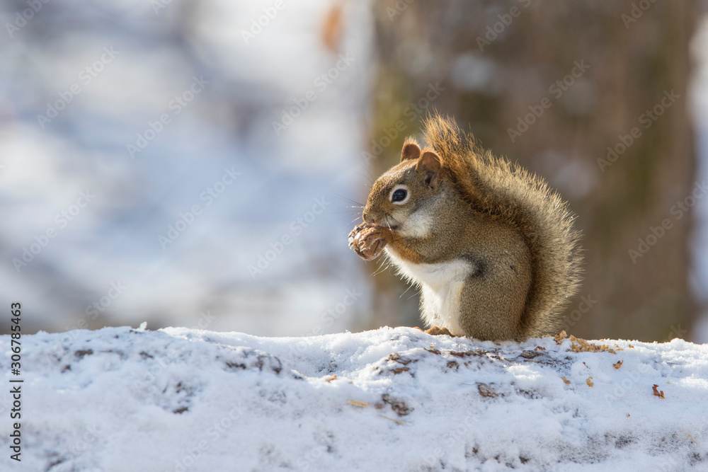 American red squirrel (Tamiasciurus hudsonicus) in winter American red squirrel (Tamiasciurus hudsonicus) in winter