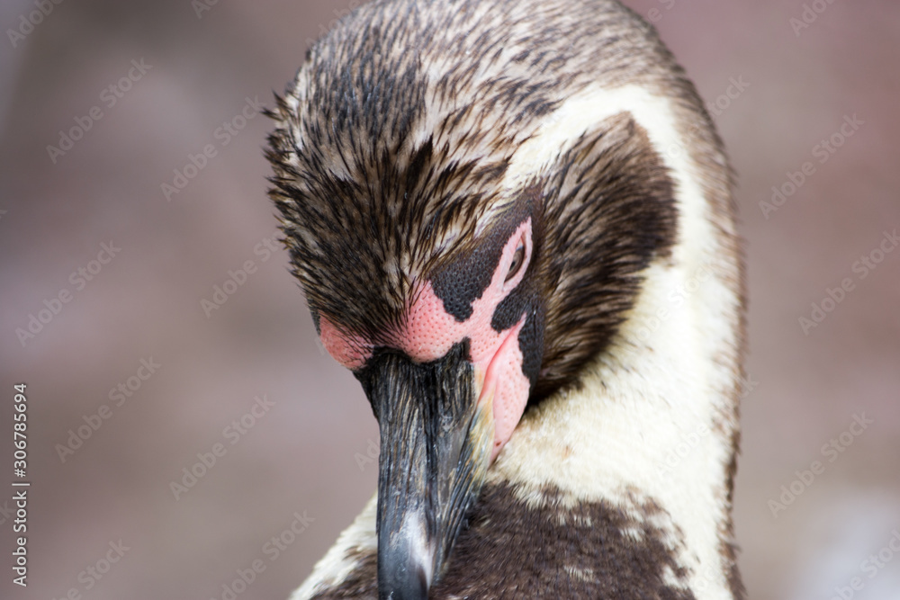Fototapeta premium portrait of penguin