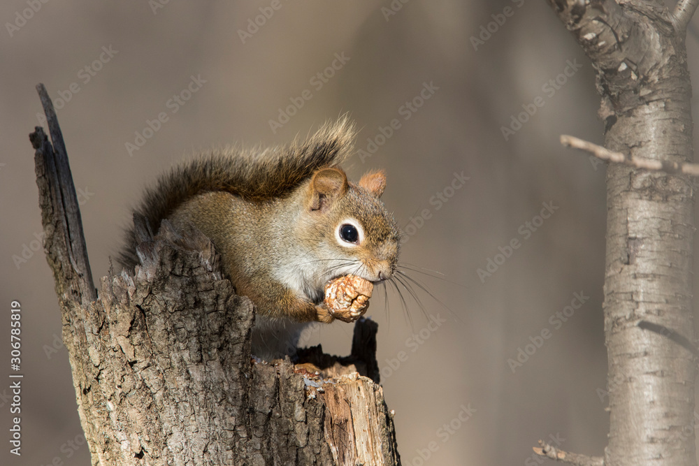 American red squirrel (Tamiasciurus hudsonicus) in winter