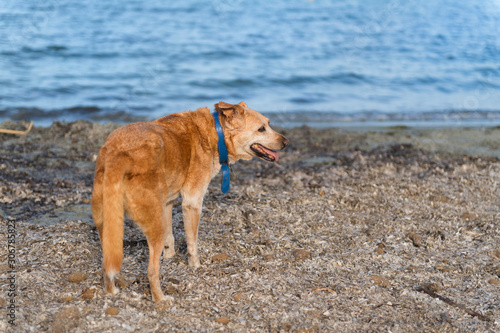Quadro em tela Old dog at beach