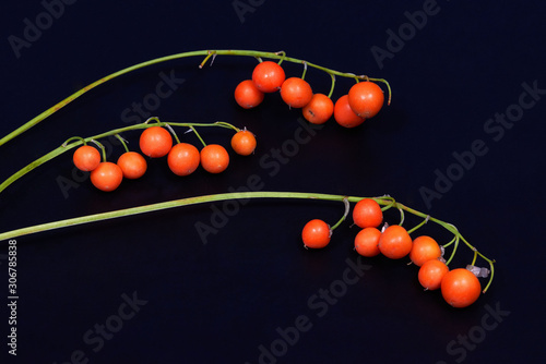 May lily, Convallaria majalis, orange berries on black background