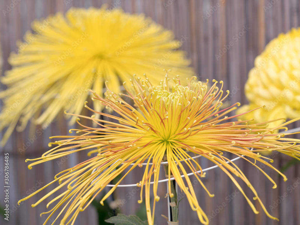 菊の花　管物菊