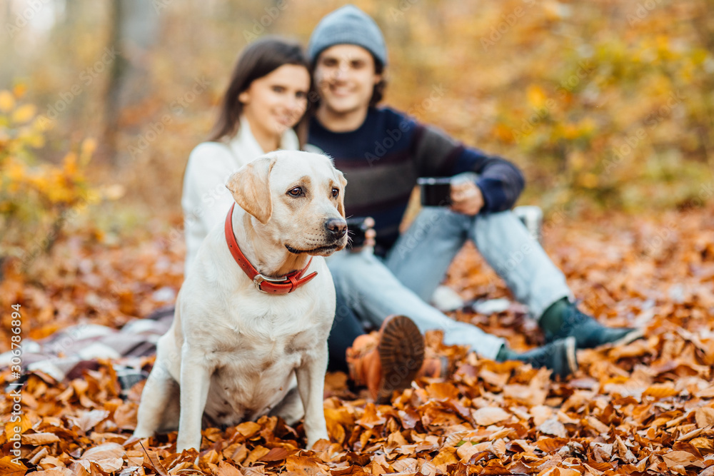 Couple and golden retriver  labrador in the park, sits on blanket.