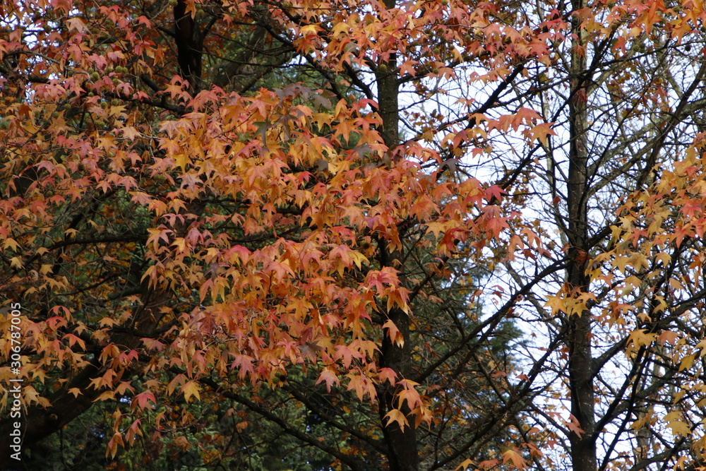 Urban park in autumn colours