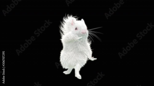 squirrel Dance CG fur 3d rendering animal realistic CGI VFX Animation Loop  composition 3d mapping cartoon, with Alpha Channel