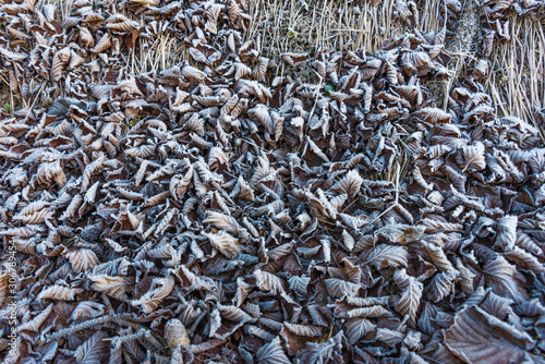 leaves in autumn with hoarfrost