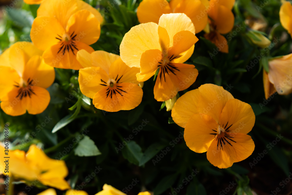 Yellow pansies Yellow pansies