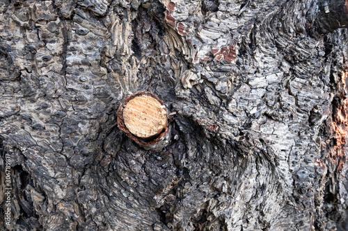 Natural wooden background bark of the tree with scratches and cut branches. © unicorn2013