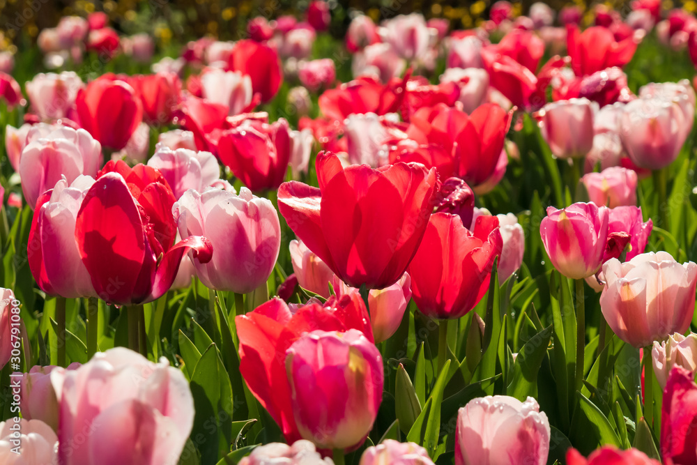 Purple, pink and red tulips, Close-up Purple, pink and red tulips, Close-up