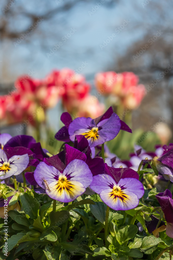 Purple with yellow pansies