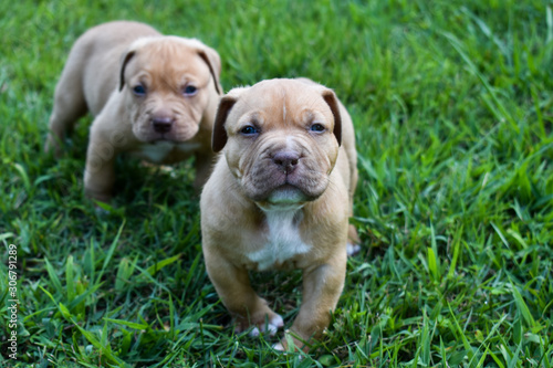 Pitbull Puppies Playing in Grass