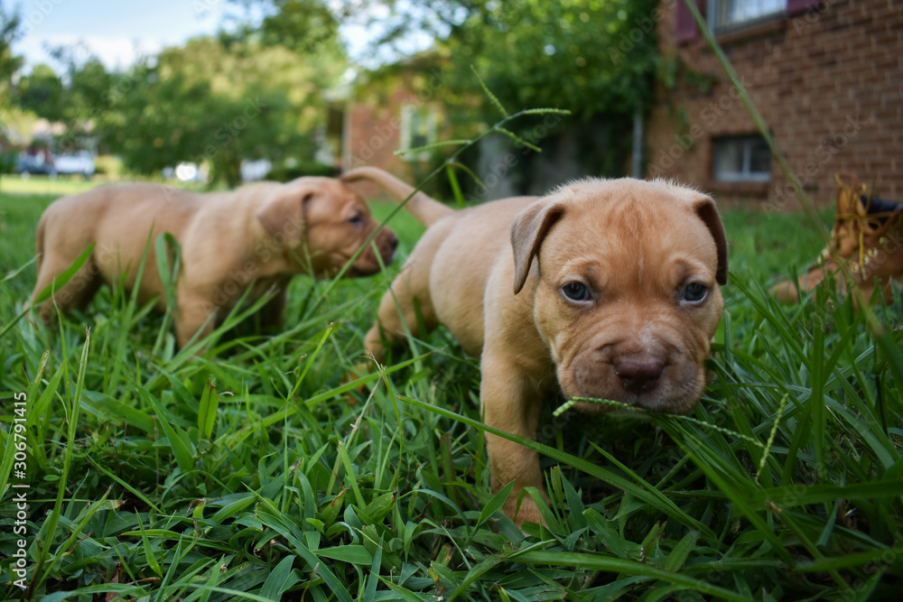 Curious Pitbull Puppy in Tall Grass Curious Pitbull Puppy in Tall Grass