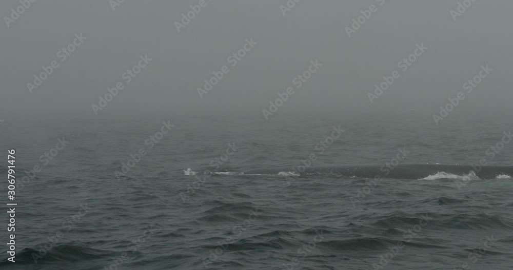 Humpback whale surfacing and blowing Humpback whale surfacing and blowing