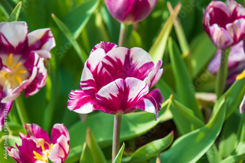 White with purple tulips, Close-up