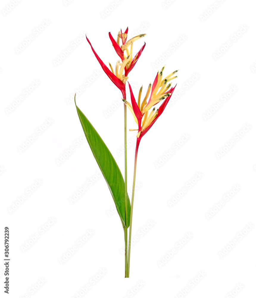 Heliconia flower isolated on white background. Ornamental flowers