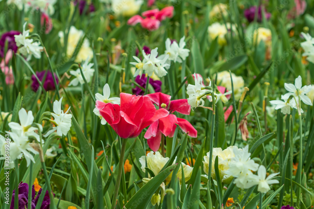 Obraz premium Tulips, Close-up