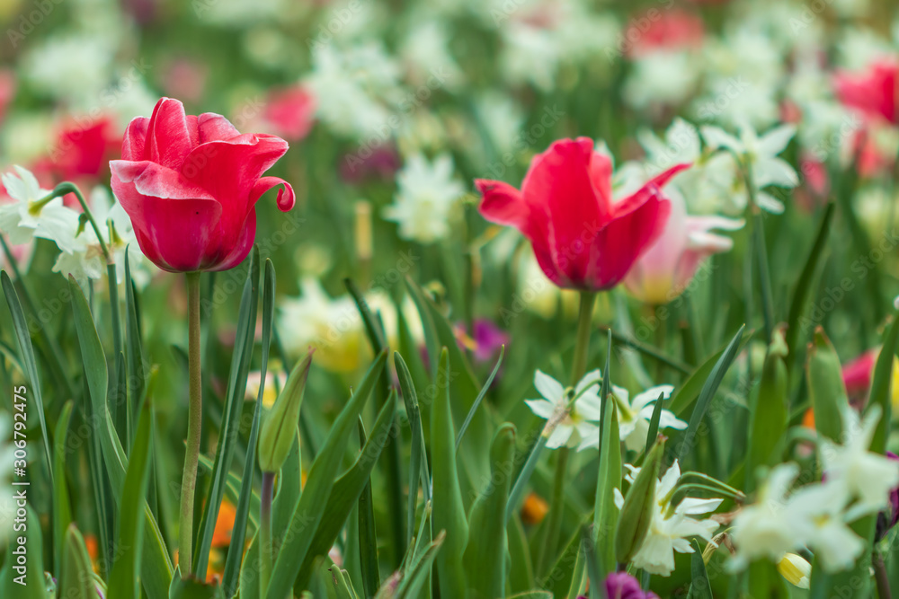 Tulips, Close-up