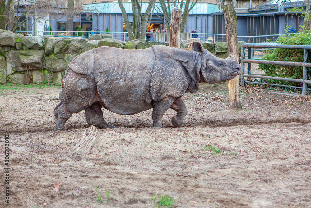 Fototapeta premium indian rhinoceros in the zoo