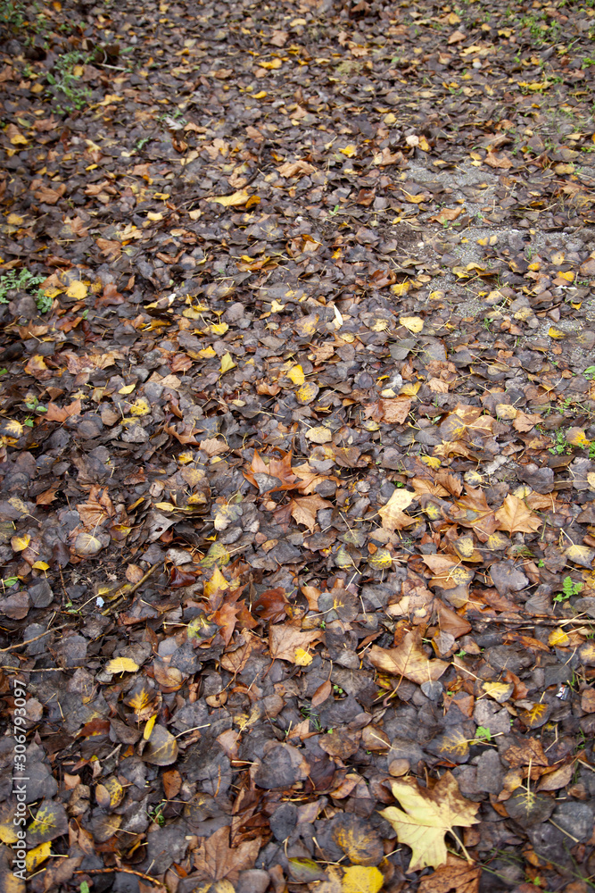 Autumn leaves Autumn leaves