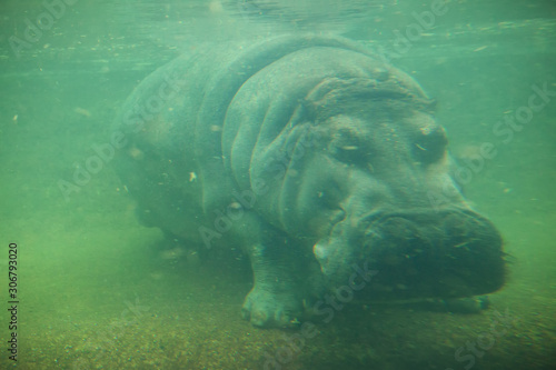 close up underwater image of hippopotamus 