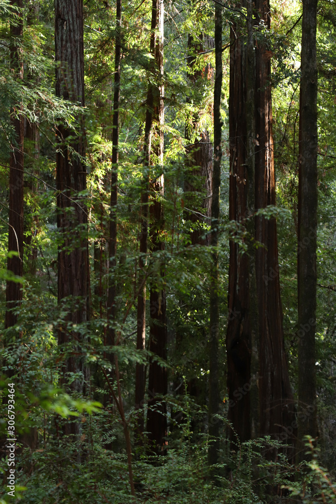 redwoods at big basin redwoods at big basin