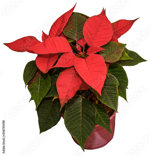 Beautiful Potted Flower Poinsetia