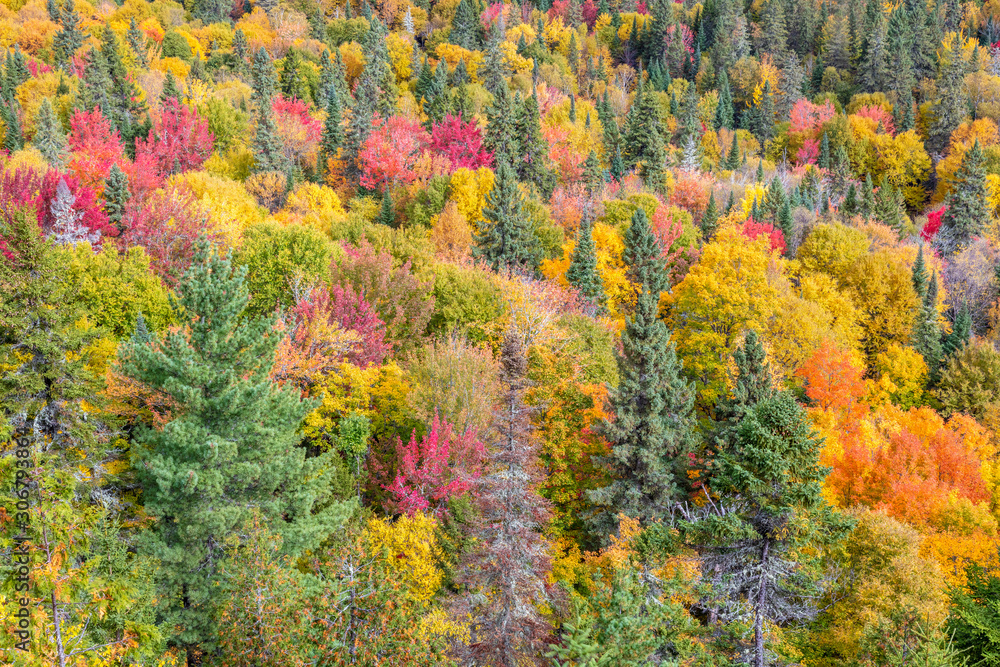 Obraz premium Forest in Autumn