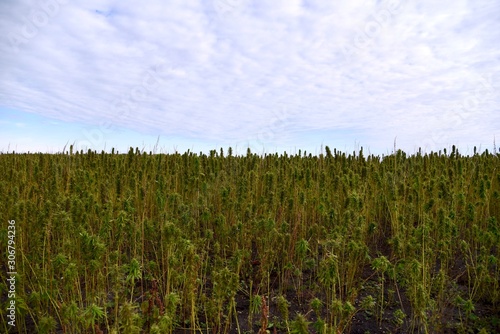 A mystery crop that looks like marajuana is seen in a field in rural Manitoba