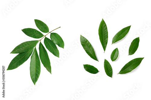 Branch with green leaves isolated on white