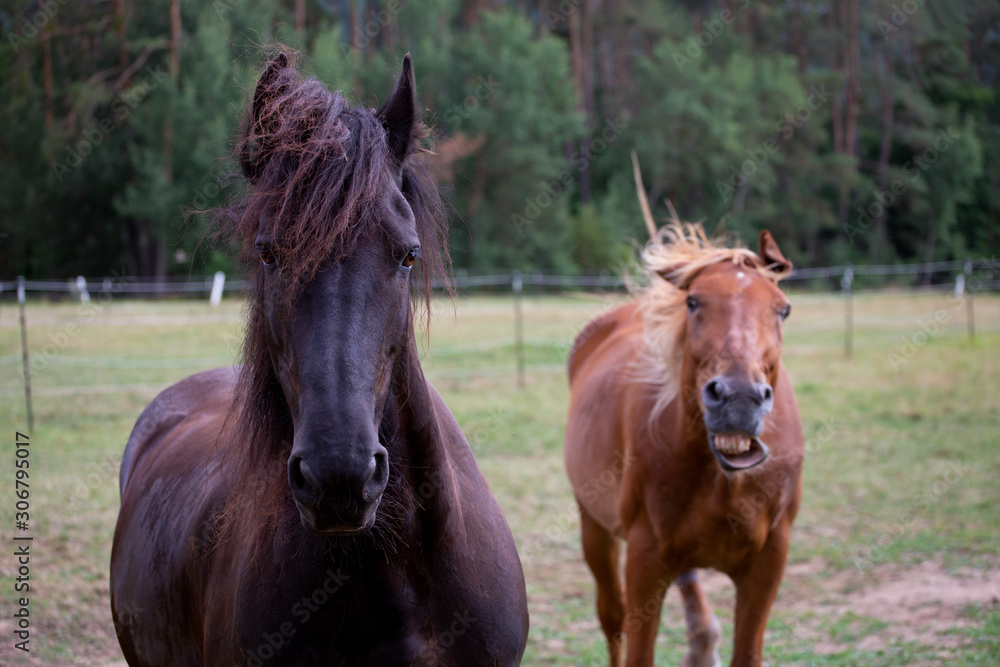Zuviel oder das falsche Gras führt auch bei Pferden zu unerwünschten Nebenwirkungen, Friesenpferd, Lettisches Warmblut, Spaßfoto