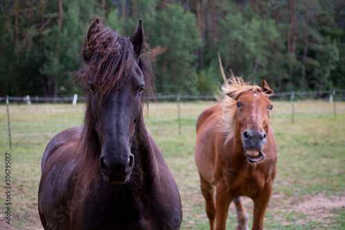 Zuviel oder das falsche Gras führt auch bei Pferden zu unerwünschten Nebenwirkungen, Friesenpferd, Lettisches Warmblut, Spaßfoto © Andreas Wedel 