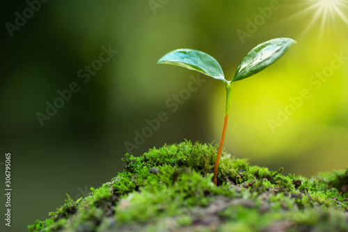 little tree growing on moss with sunlight and green environment in nature hope concept