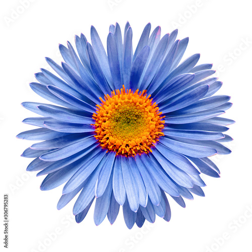 Blue flower aster alpine isolated on white background. Macro, daisy. Floral pattern, object. Flat lay, top view