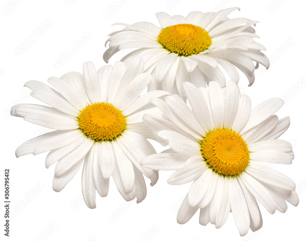 Bouquet white daisy flower isolated on white background. Flat lay, top view. Floral pattern, object