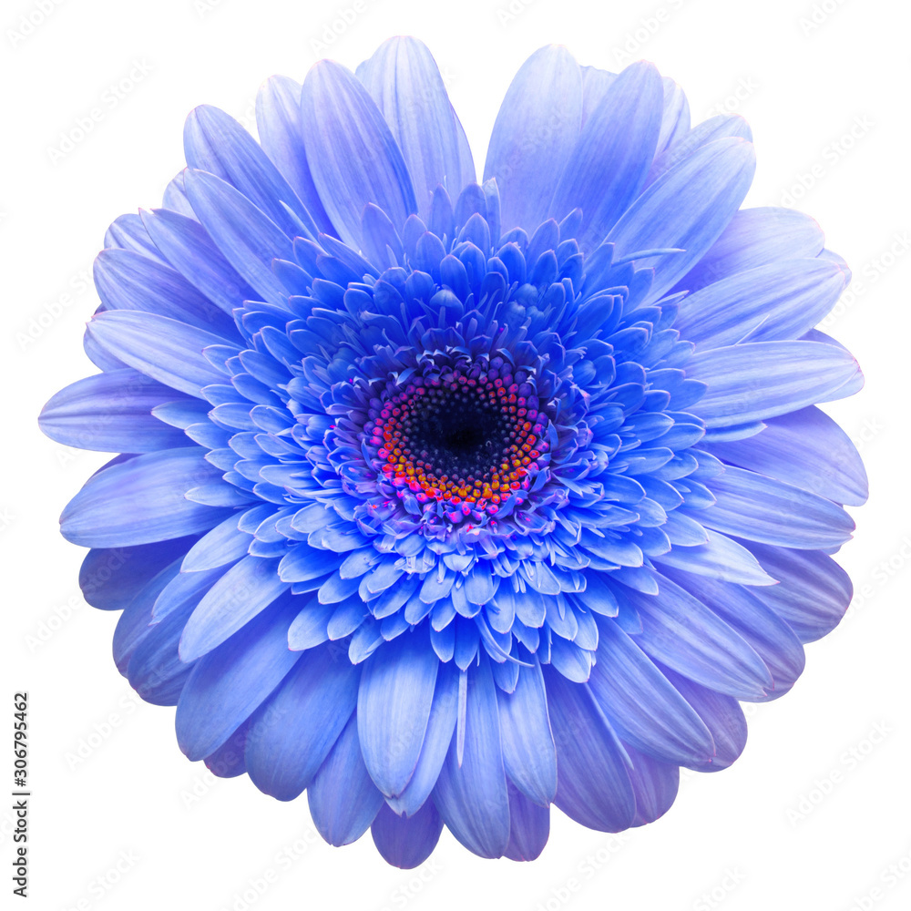 Flower blue gerbera isolated on white background