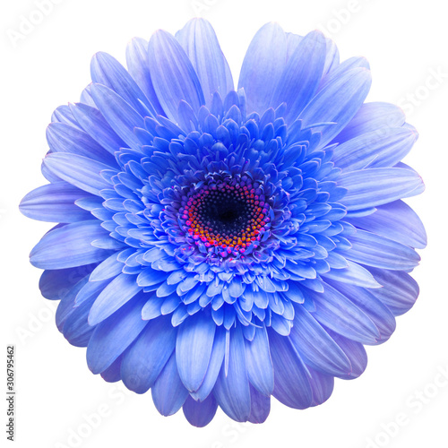 Flower blue gerbera isolated on white background © Flower Studio