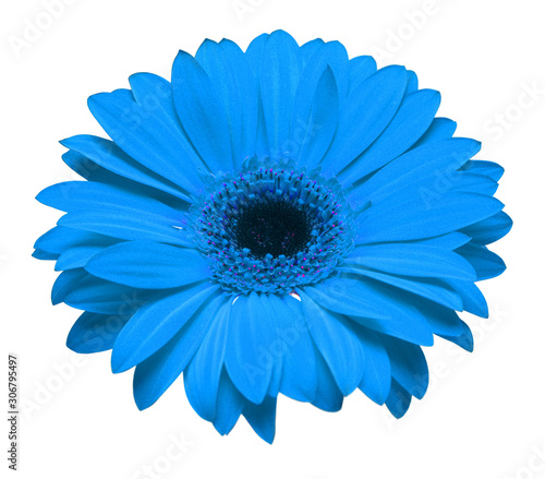 Blue gerbera flower isolated on white background. Flat lay, top view