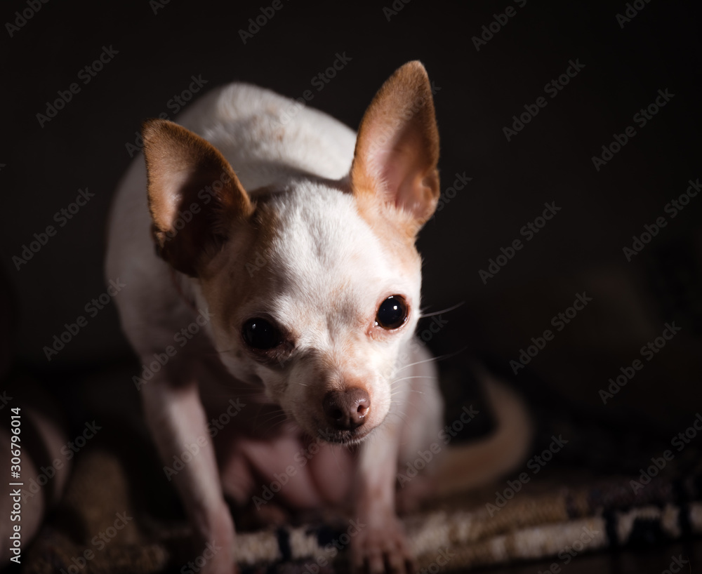 The Chihuahua #2