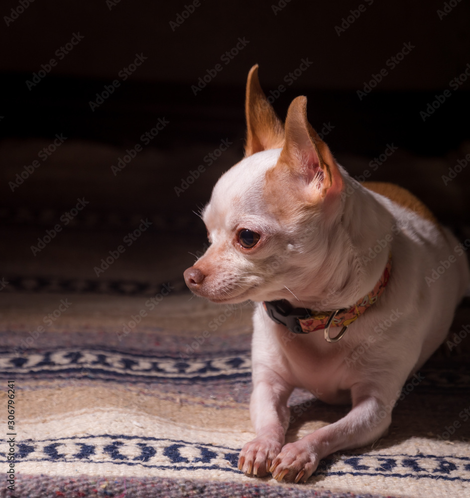 The Chihuahua #6