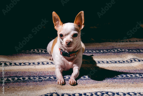 The Chihuahua #9 photo
