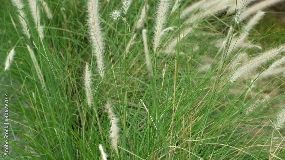green grass swaying in the wind green grass swaying in the wind