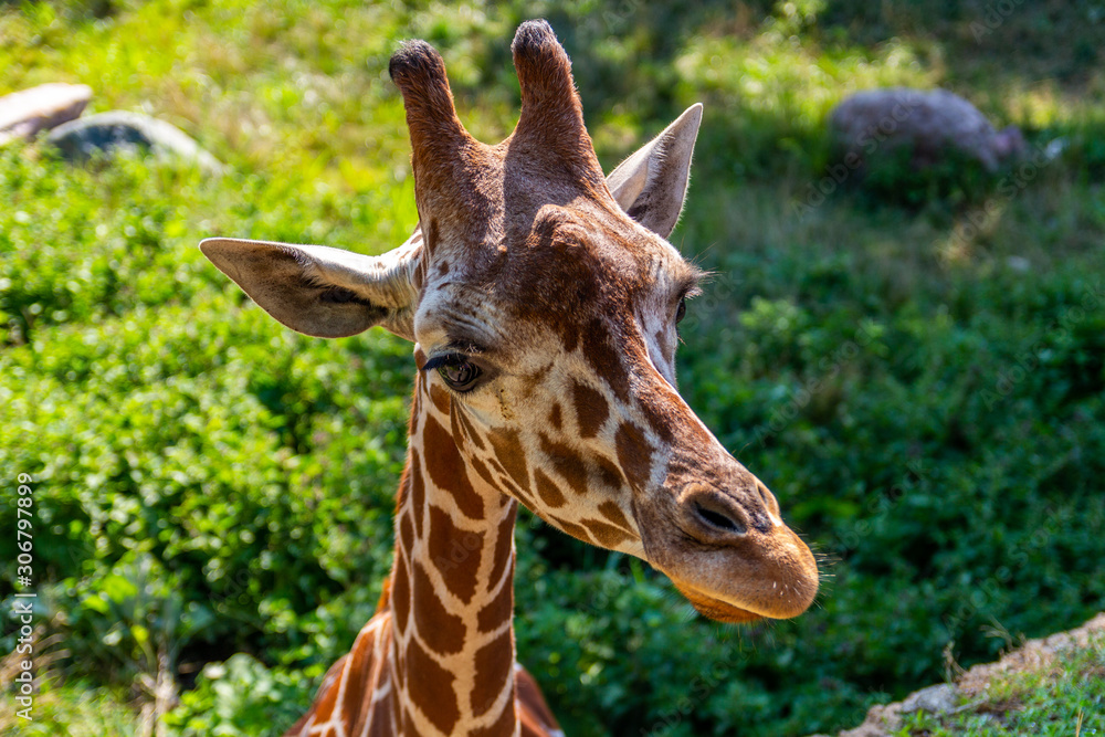 Fototapeta premium portrait of giraffe