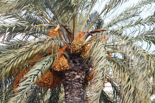 branch of palm tree