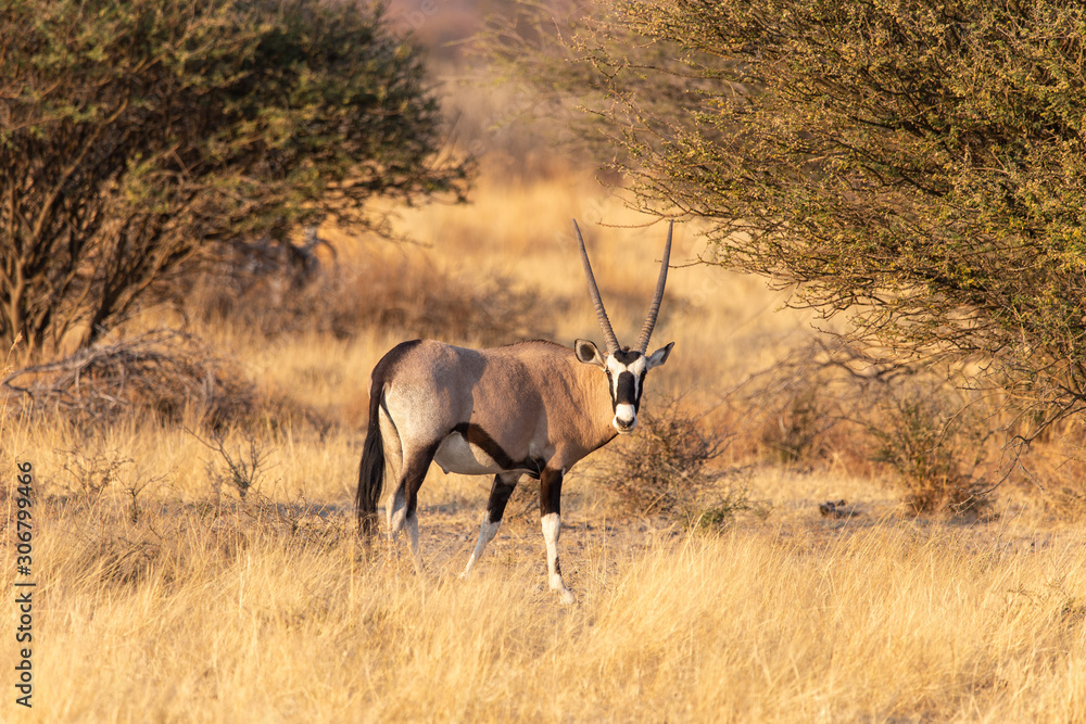 Obraz premium Oryx im Sonnenschein