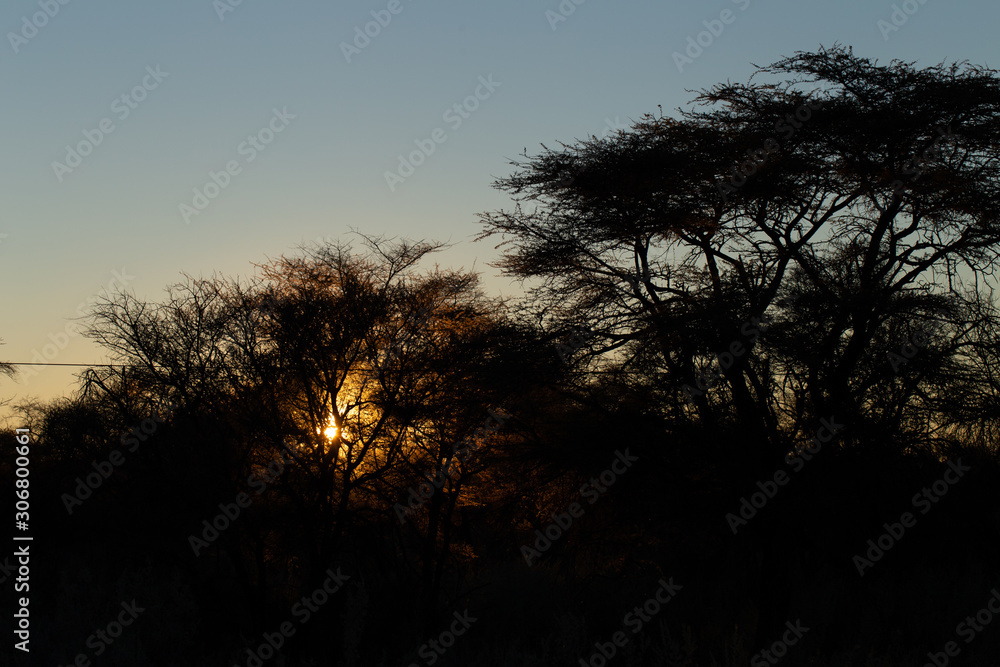 Scherenschnitt - Bäume vor Sonnenaufgang Scherenschnitt - Bäume vor Sonnenaufgang