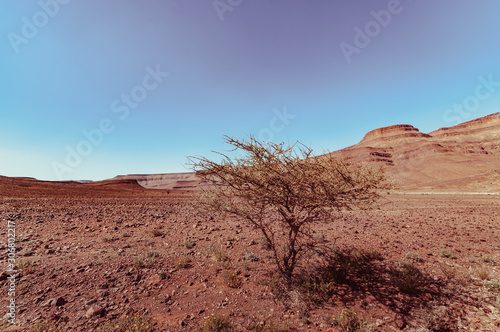 Isolated tree in the moroccan desert  drying  desertification 