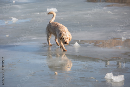 dog walking on frozen lake