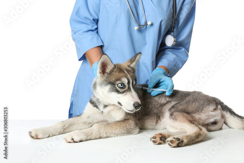 Veterinarian vaccinating cute puppy against white background